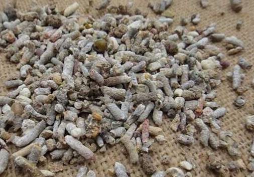 麻雀屎都有哪些功效和作用?_粪便_是一种_丁香