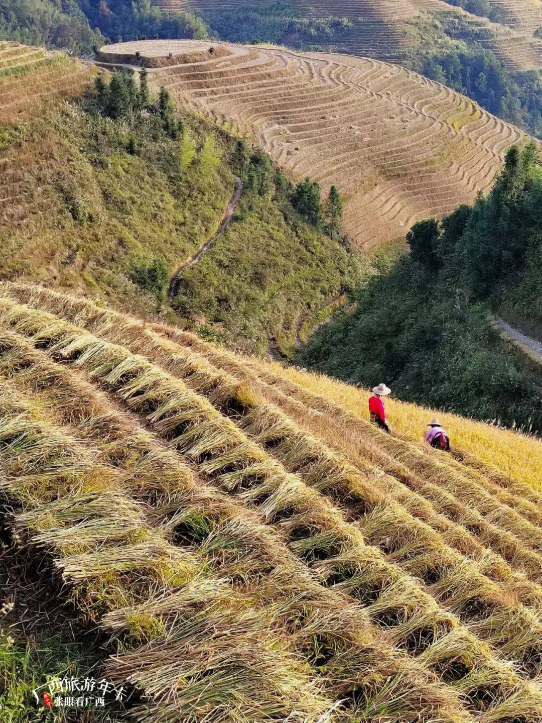 广西旅游年卡