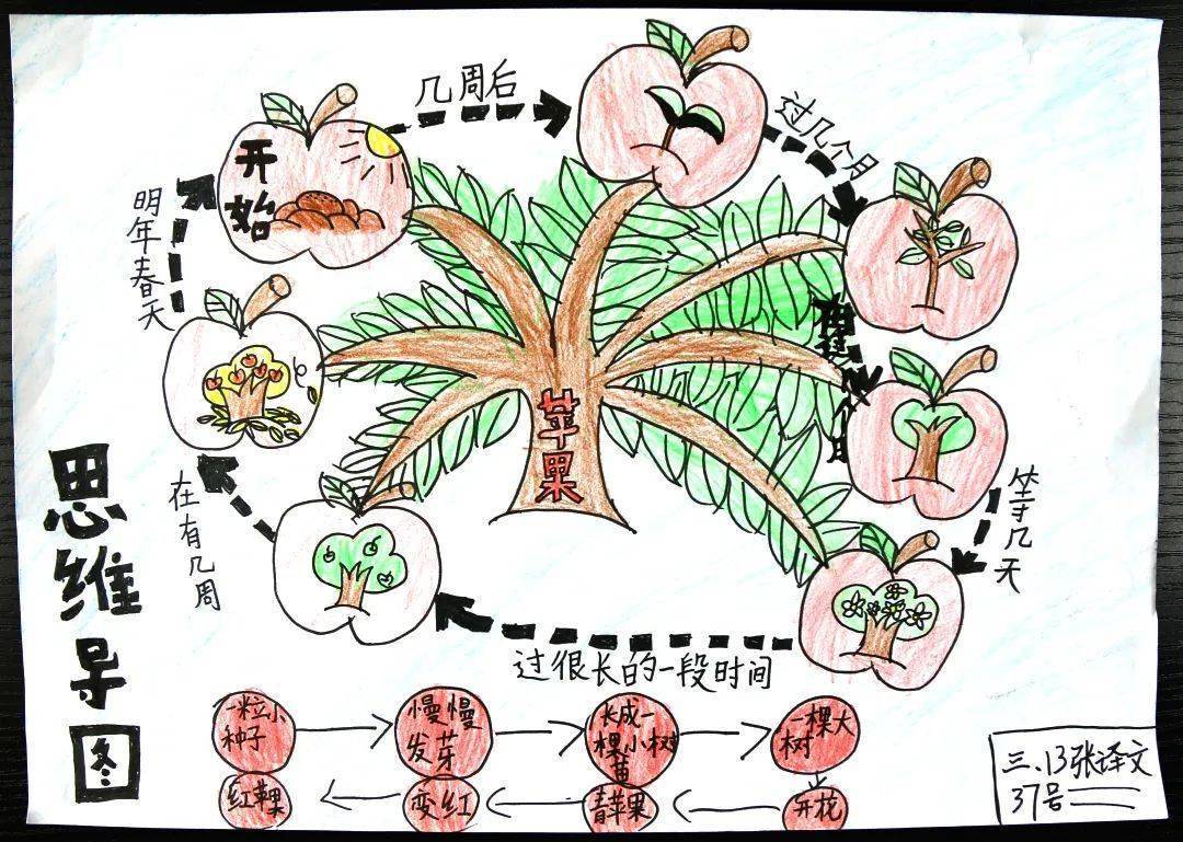 果实形成的思维导图图片