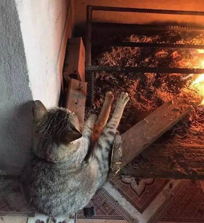 流浪猫取暖太心酸了_食物_地方_猫猫