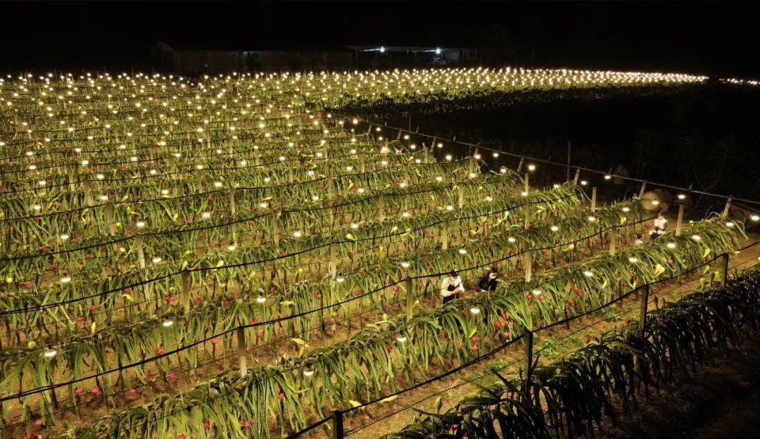 最近在网上很火的灯光火龙果园