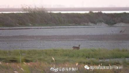 “鸟中大熊猫”黑鹳今秋首次现身鄱阳湖保护区