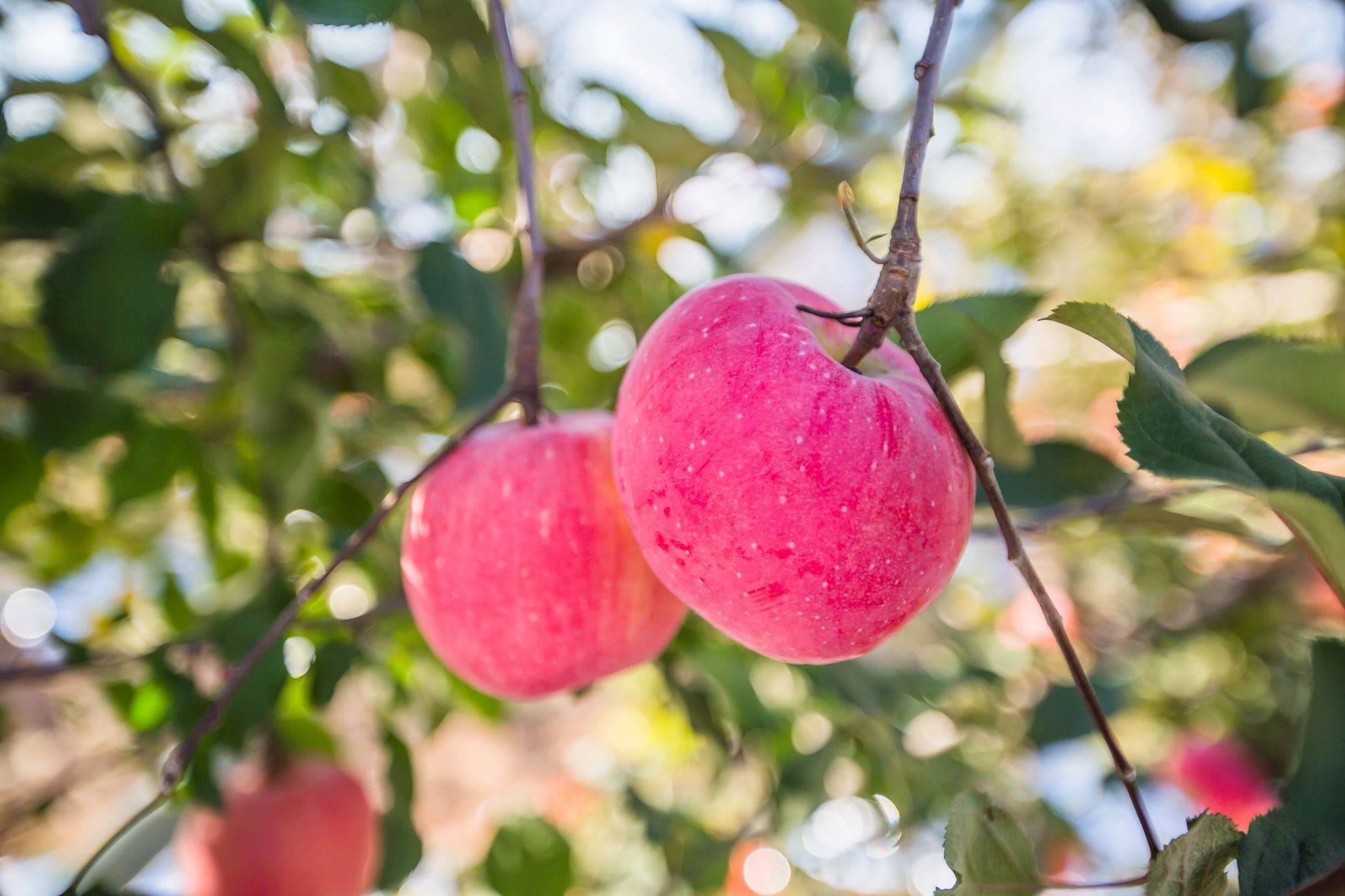 河北鹿泉自然环境优越,这里的苹果曾获国家金奖,吸引了众多游客