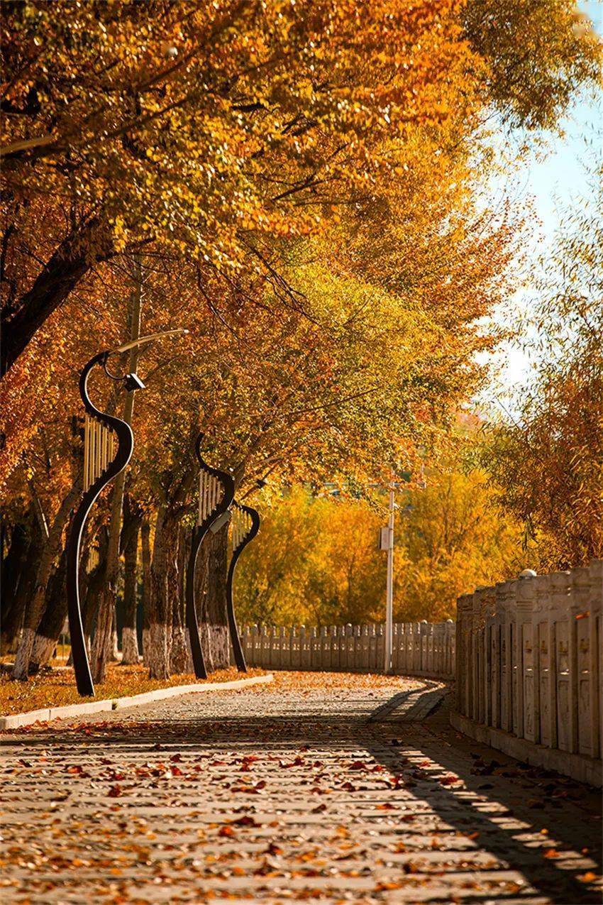 陕北私藏的赏秋秘境,千万不要错过_榆林_金色_时光