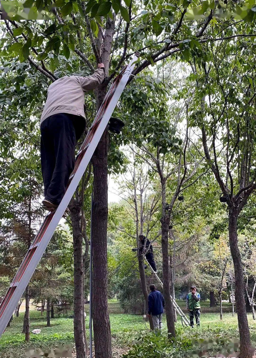 电线等嵌入杂物,个别行道树树穴盖板尺寸不合规,存在"卡脖子"现象