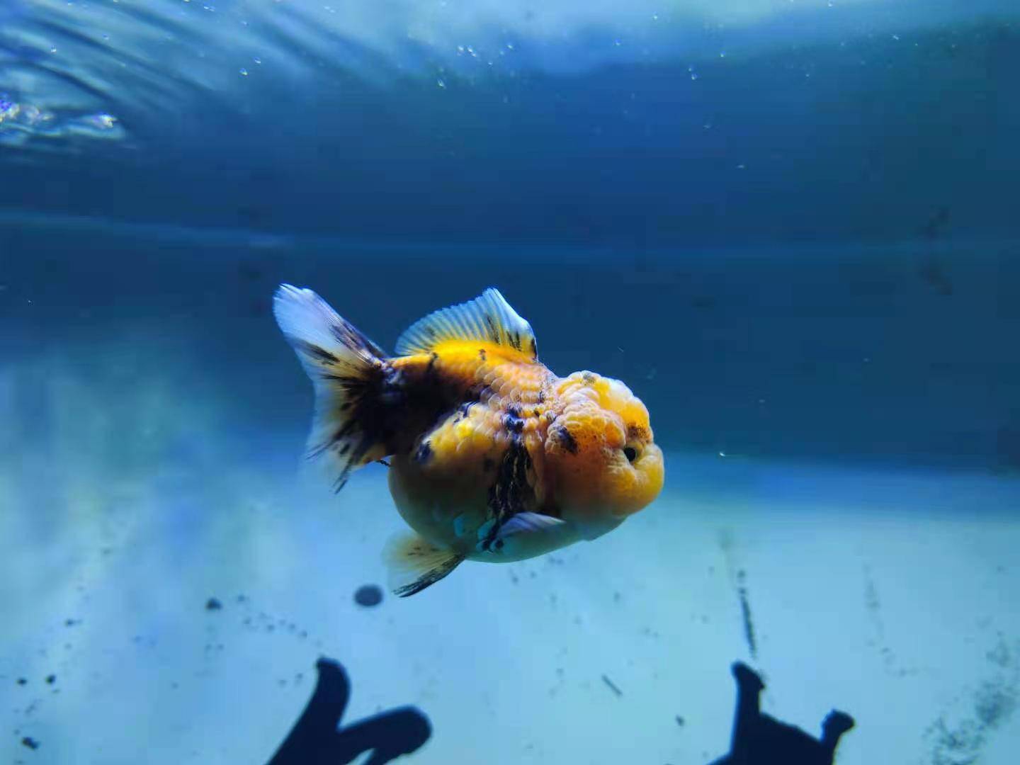 80升水,8條小金魚,密度大不大,換水頻率以及常見的備用藥物?