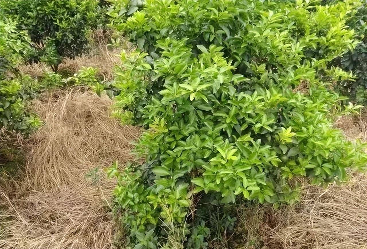 霜降到，要想明年大丰收，是时候促花芽分化啦