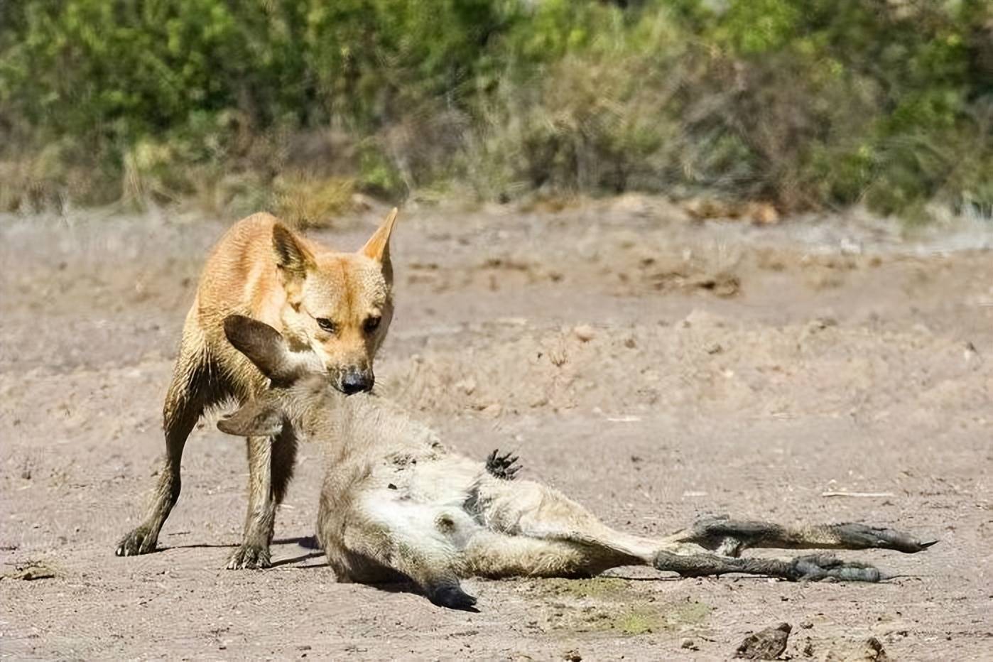 之后,就大力支持袋鼠的繁衍,并且将野狗这一袋鼠的天敌给人为去除了