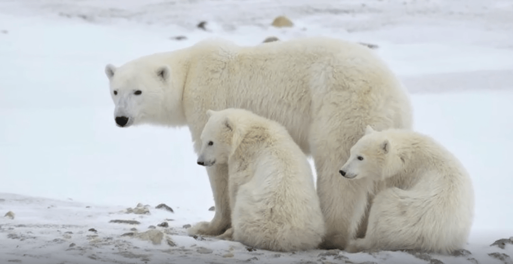 虎鲸vs北极熊!最强和最有名的对抗赛!谁会胜出?_海豹_陆地_猎物