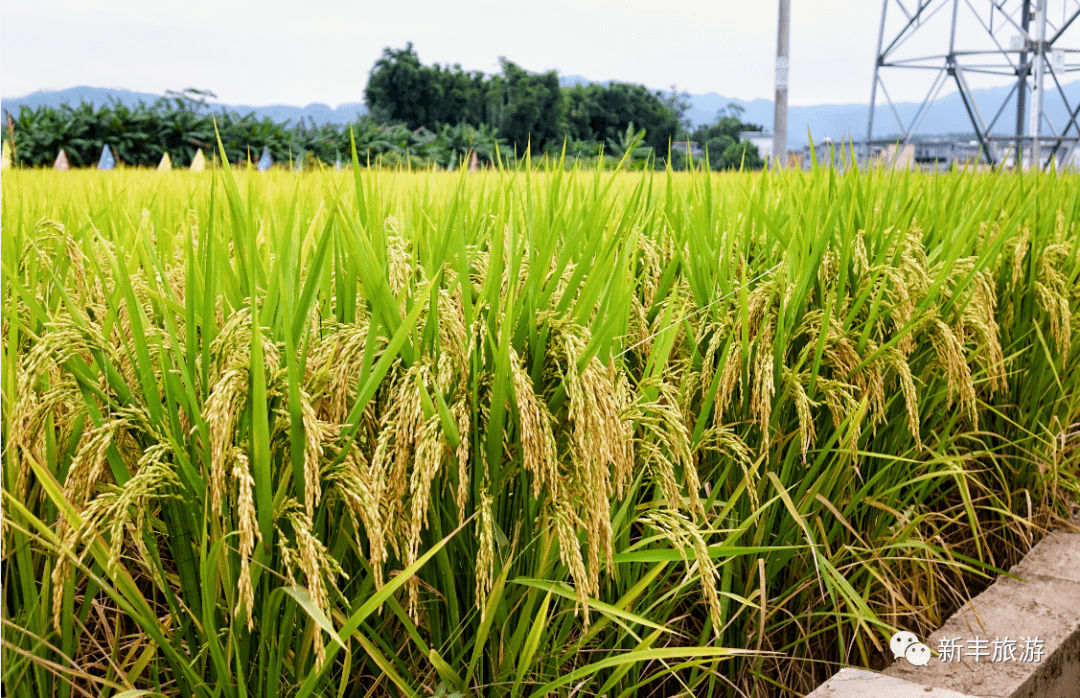金秋稻田美如画丨在新丰稻田里,遇见秋日好"丰"景~_稻穗_来源_周静