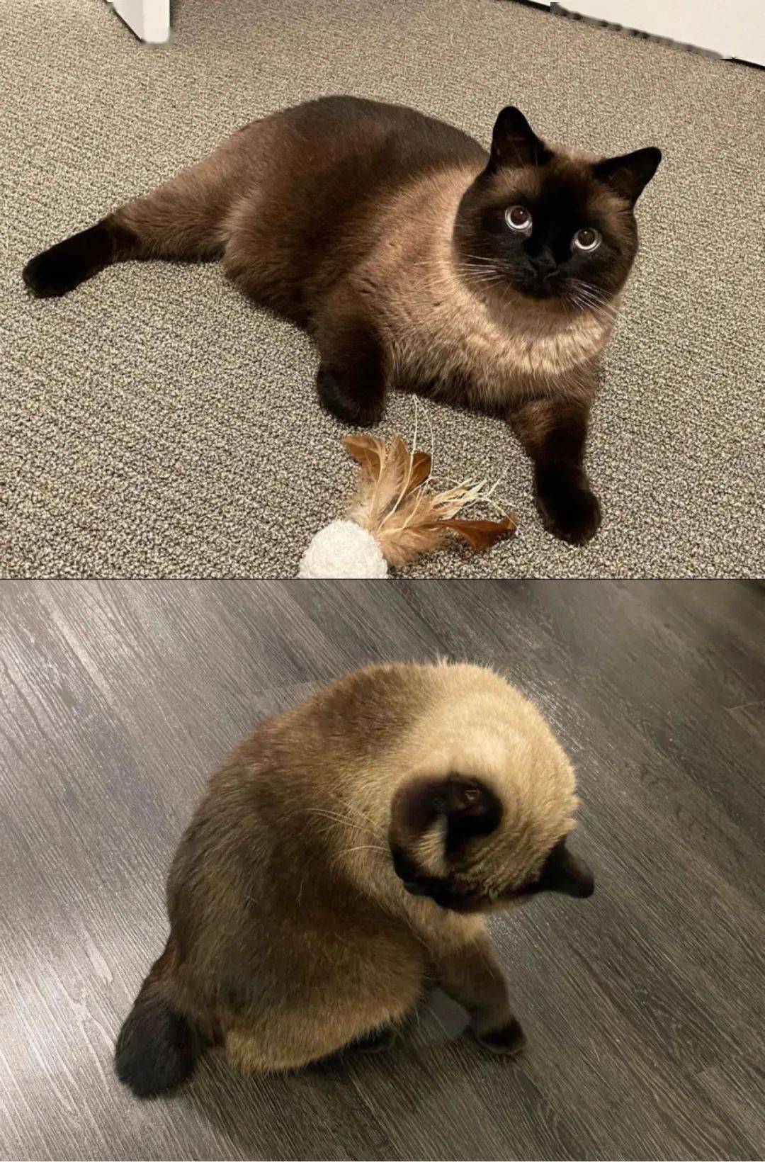 来源:ins@sebamanxcat18《我和我的影子们》来源:小红书@煤炭家族19