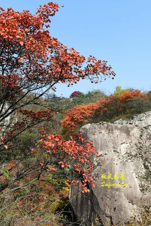 石景上,一棵棵黃櫨樹用鮮豔的紅葉,給蒼涼的石陣穿上了秋裝,登上冰洞