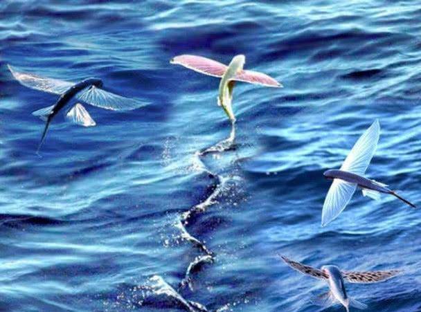 传说《山海经》中的"北冥鱼"能滑翔百米?