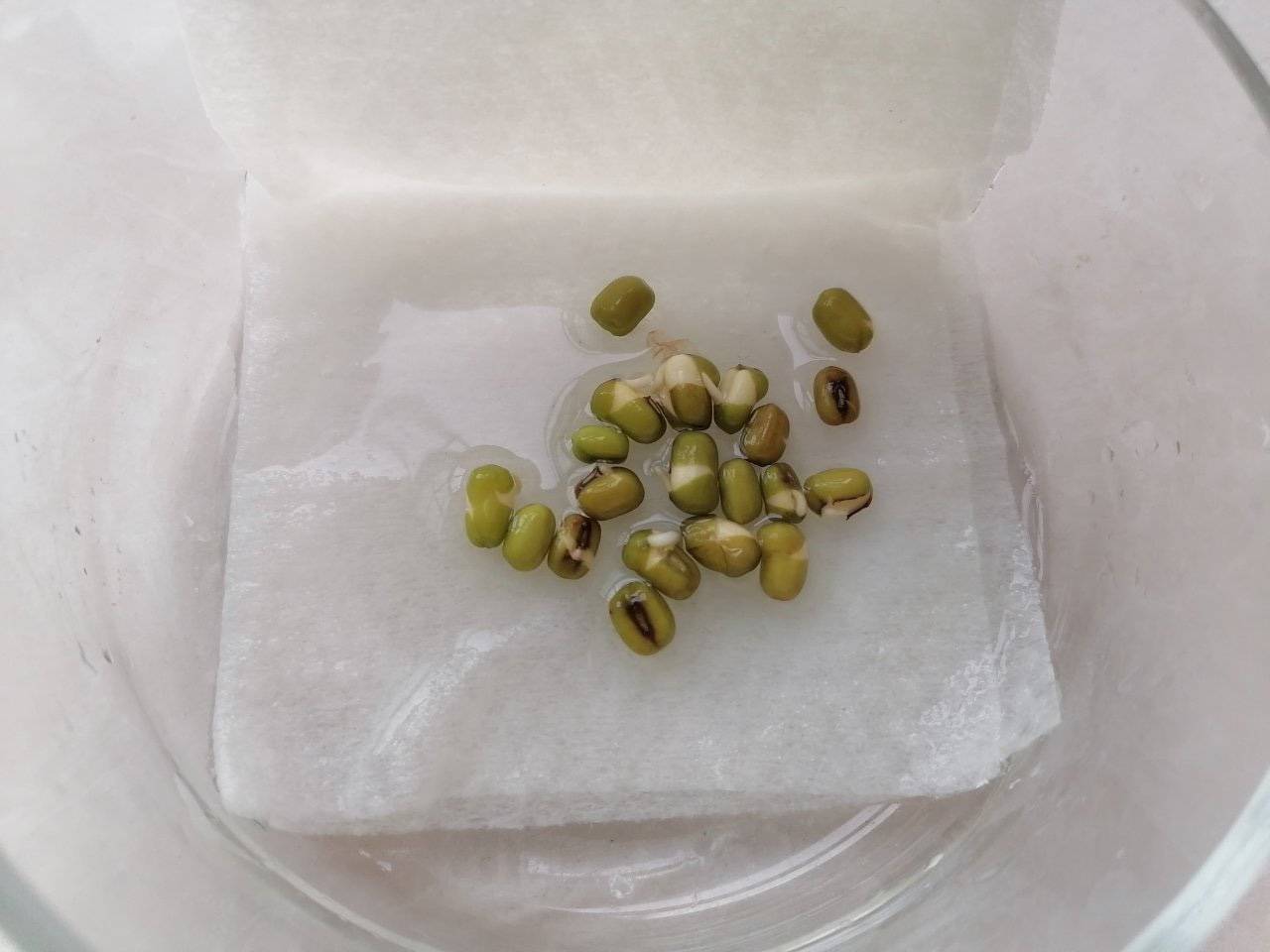 小豆芽培育记_劳动_芽苗菜_种子