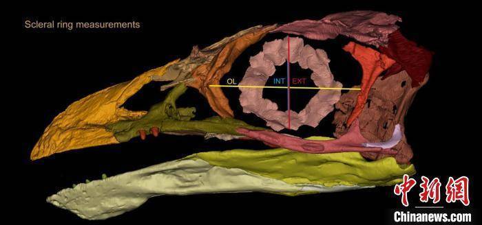 最原始鸟类"热河鸟"最新研究:嗅觉更好,日行主导_习性_标本_团队