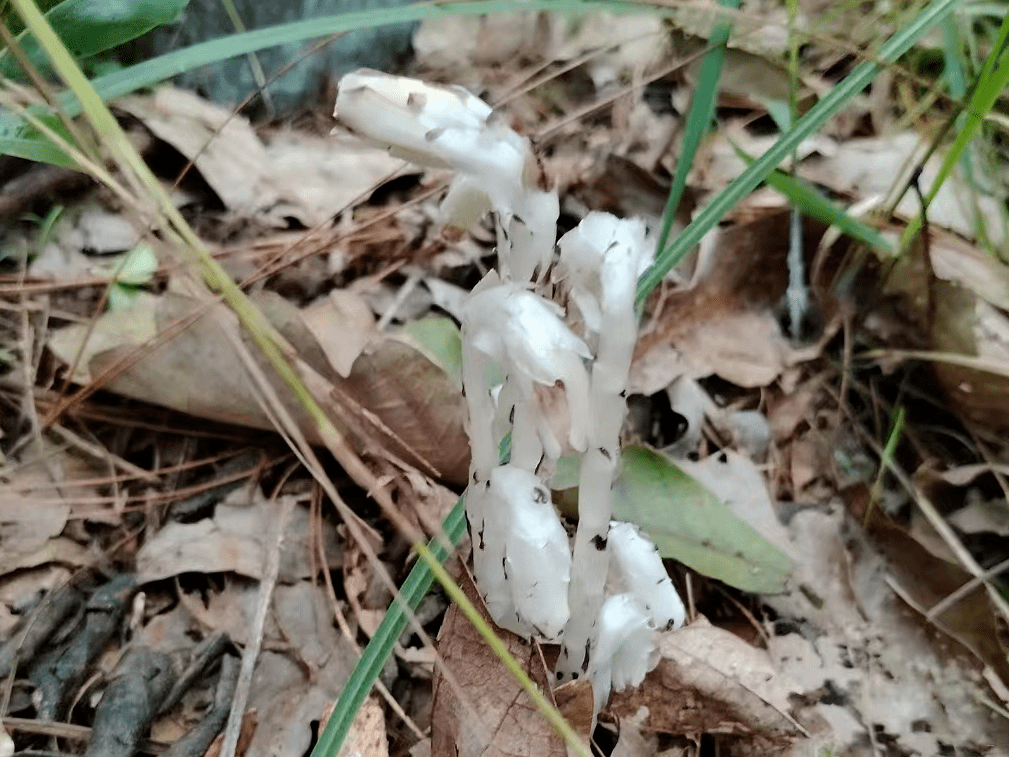 "幽灵之花"——水晶兰现身牛街_植物_保护_生态