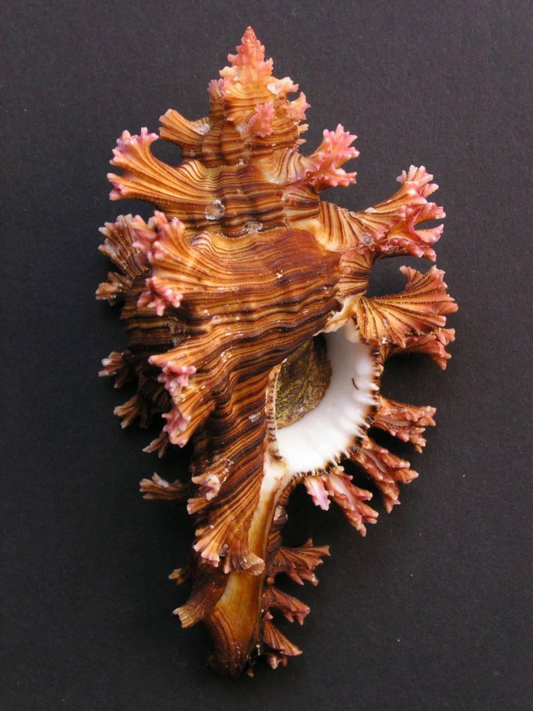 由于外形与玫瑰棘螺( chicoreus palmarosae ,俗称玫