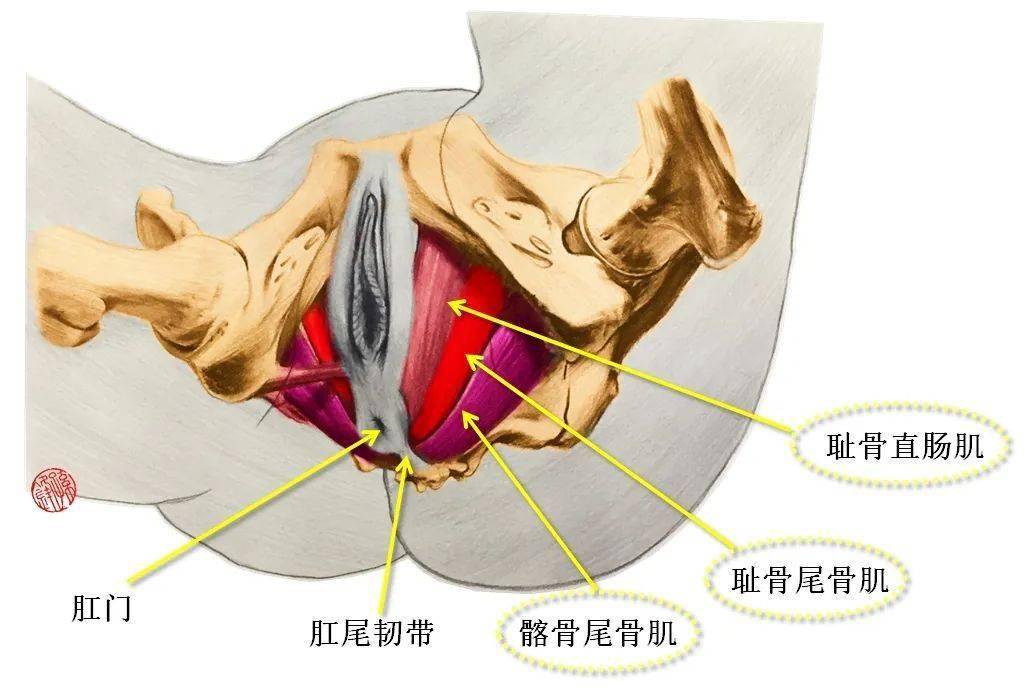 坐骨直肠窝位置图图片