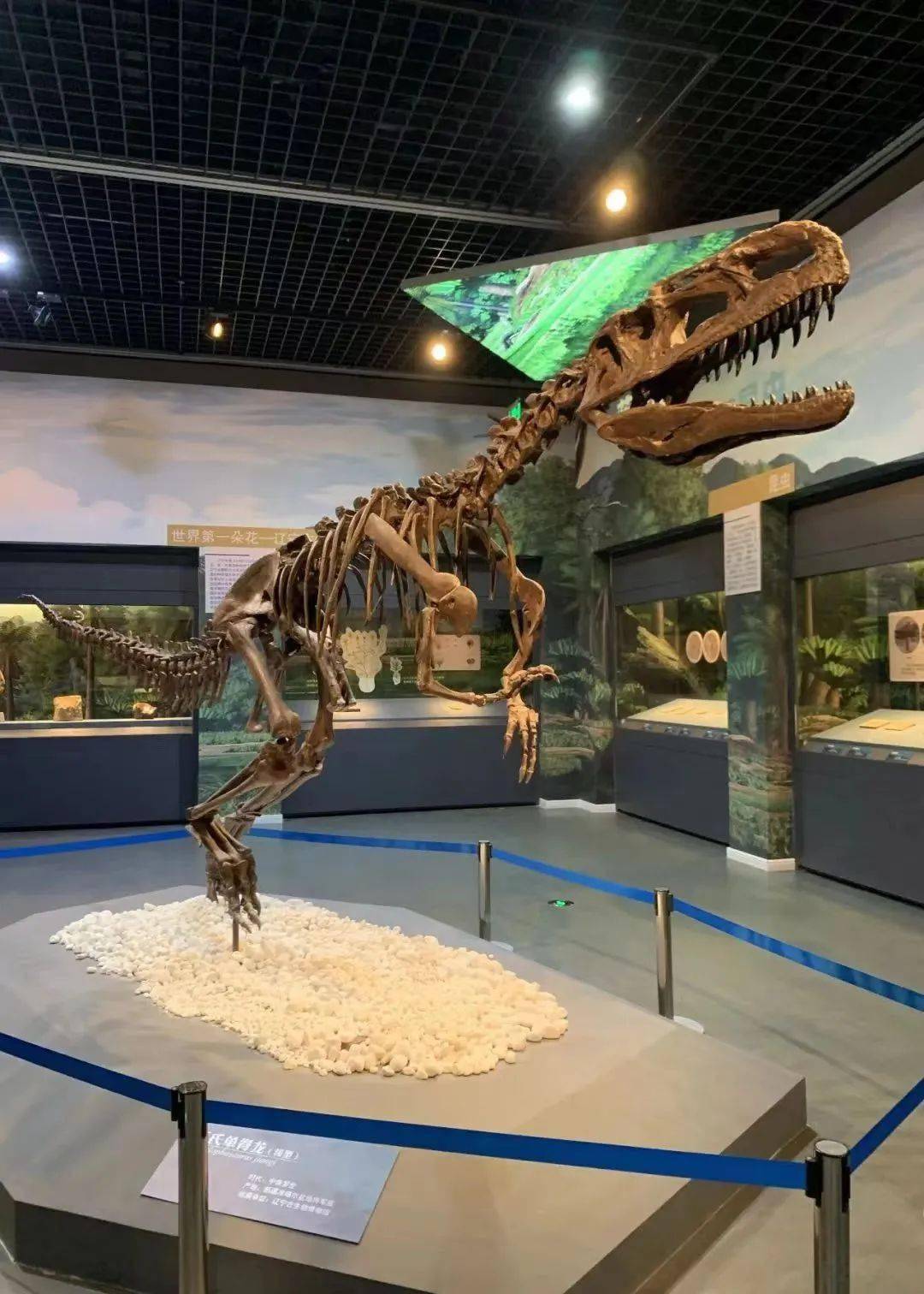 从辽宁省博物馆古生物门类藏品中精选出的43件化石,还包括从全省11家