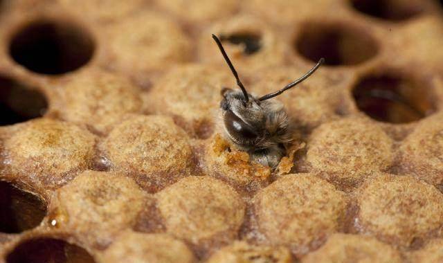 起缔造"蜜蜂王国",繁衍后代的责任;雄蜂,一生养精蓄锐,专侍蜂王,"婚
