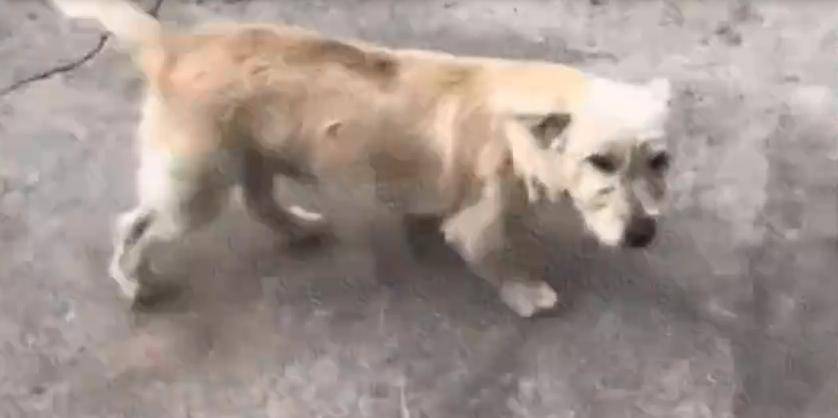 忠犬的故事：土狗被扔50公里外，一星期后跑回家，已非首次被抛弃