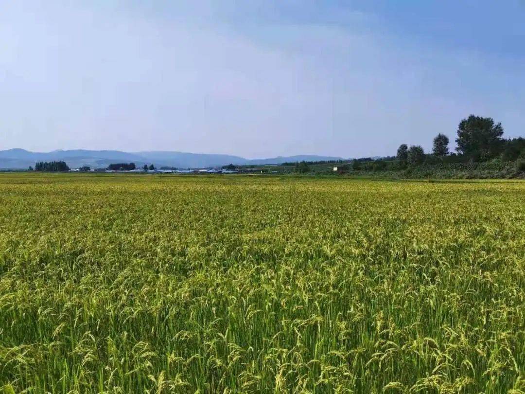 【关注】开山屯镇:以特色产业着笔 绘就乡村振兴新篇章