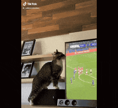 傲娇小猫咪为引起主人关注，一口直接把液晶电视屏幕咬出个大洞