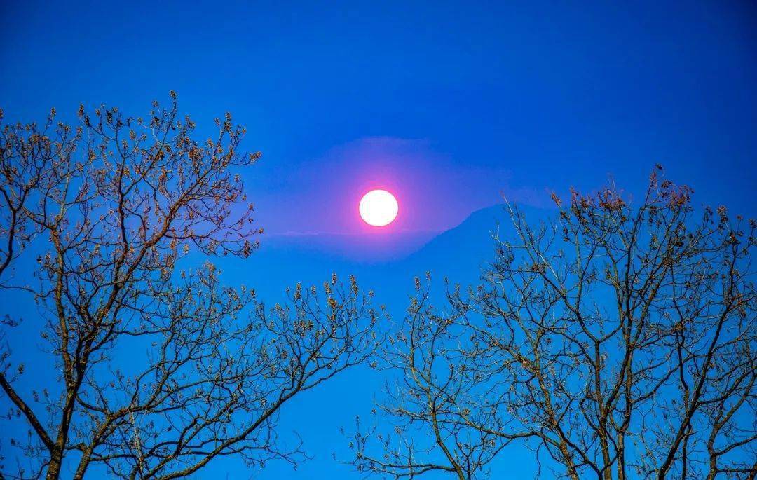 一起来欣赏利川最美树林!_毛坝_月光_大茅