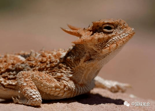 phrynosoma platyrhinos),英文名:desert horned lizard,屬於脊索動物