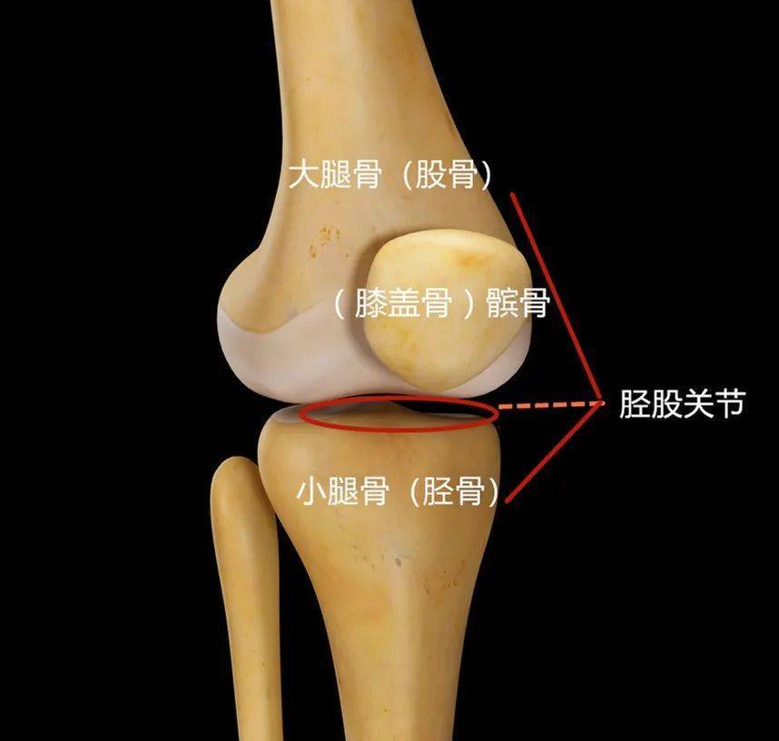 腿部膝盖结构图图片