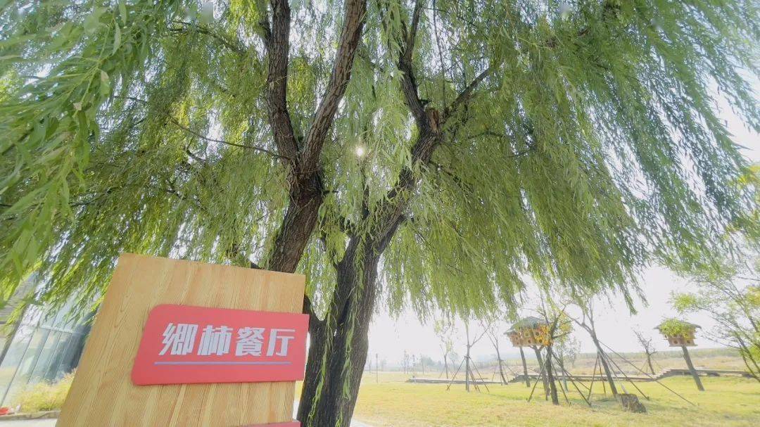 垂柳批发基地在哪