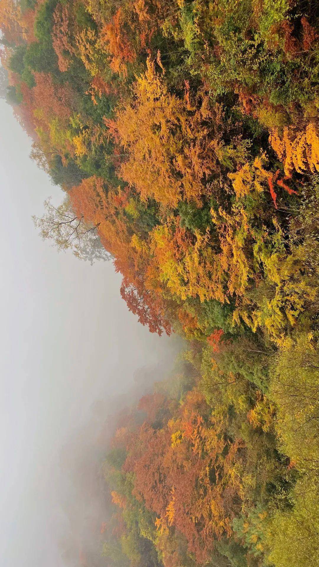 "云"赏红叶●大熊猫国家公园广元青川唐家河秋韵十足_一带_海拔_白果