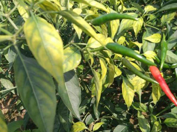 1,缺氮征兆:在缺氮的情况下,辣椒的叶子会发黄,植株矮小,不能正常生长