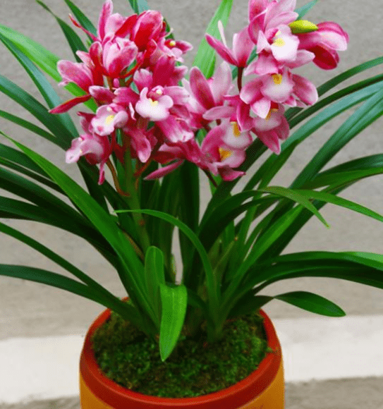 这种兰花是香花之首,颜色艳丽,香味诱人,花期长,不难养.