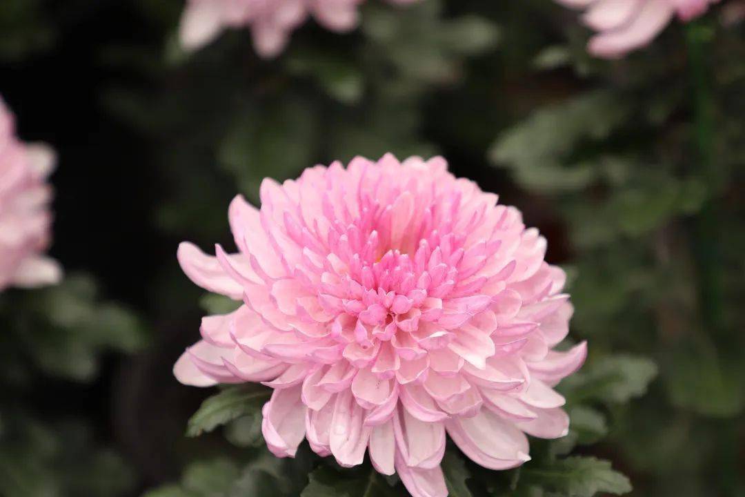 点击可查看大图漫步园中,啃苹果的小刺猬,背草篓的小野兔……各式各