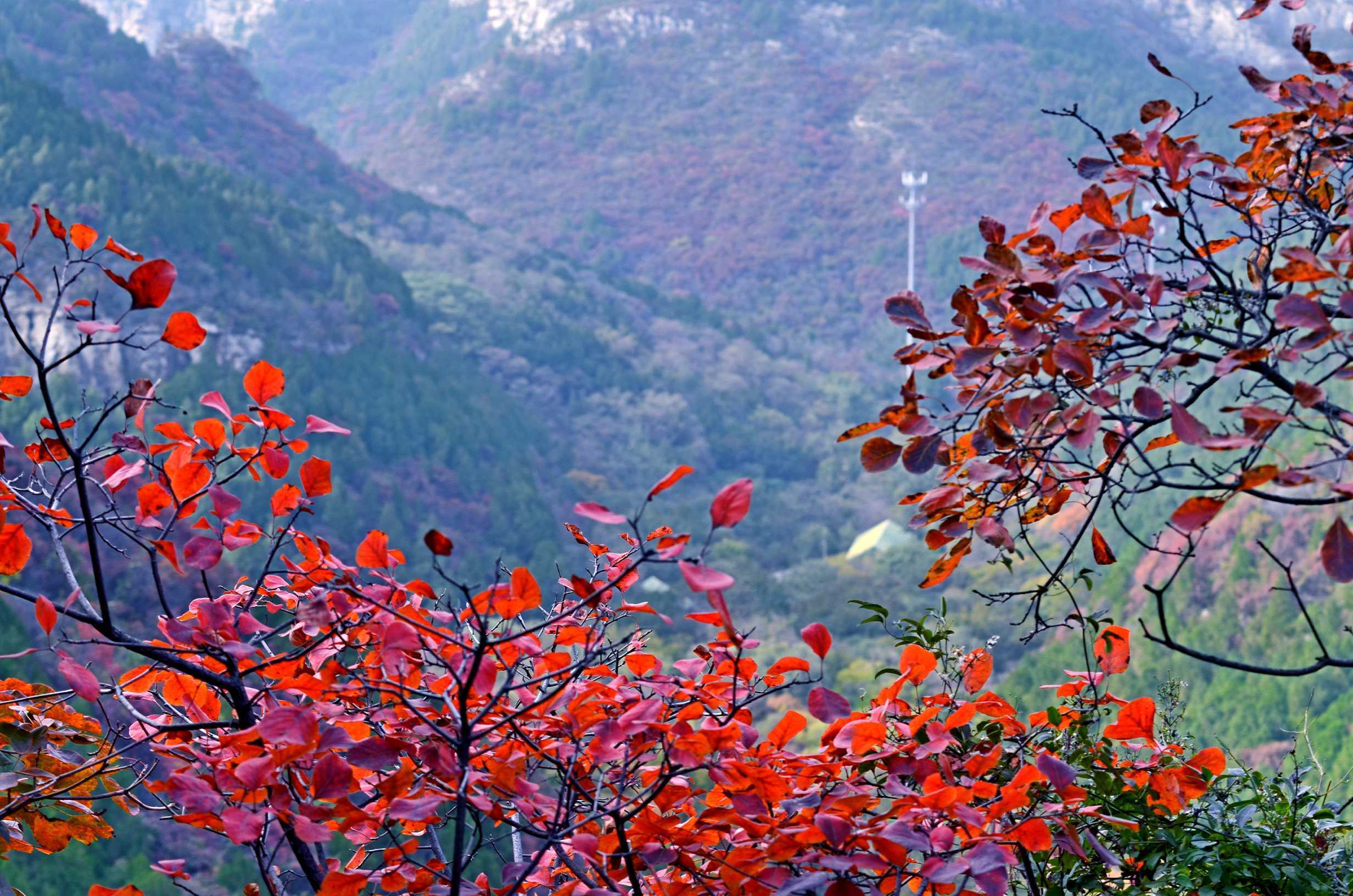 壹点情报员推荐山东各地赏红叶好去处,周末走起_济南_景色_齐鲁