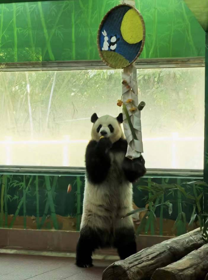 A giant panda performs 