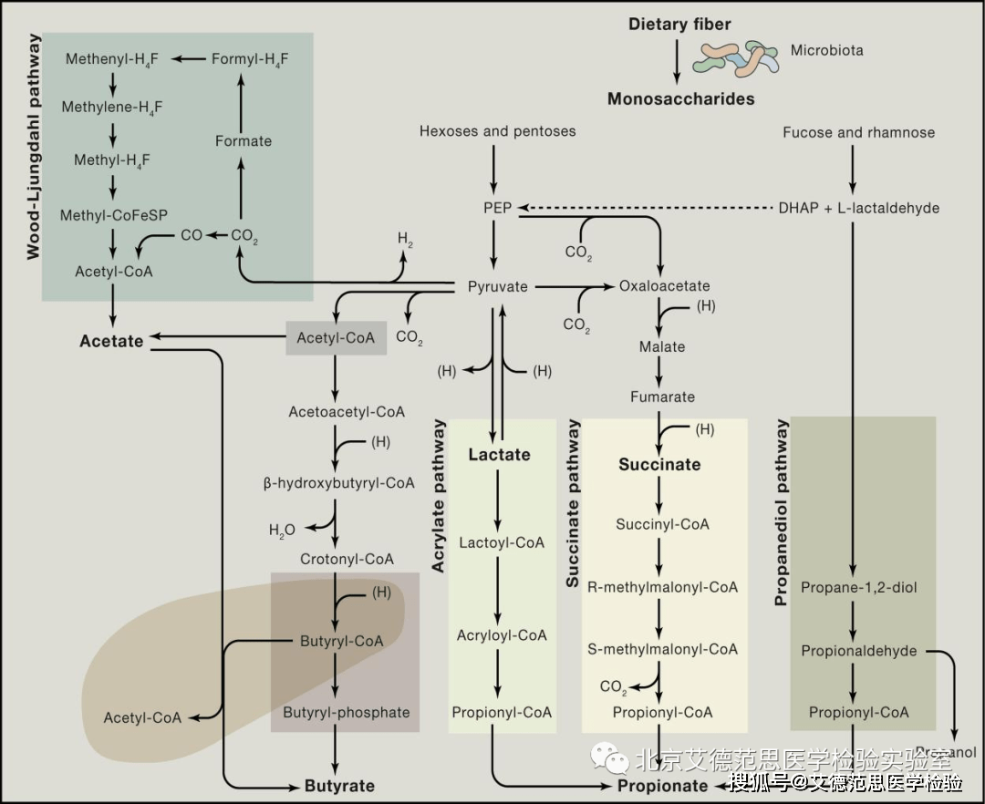 肠道菌群代谢物之短链脂肪酸（一）_微生物_结肠_乙酸