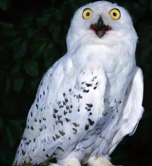 男子河边捡到白色猫头鹰,疑似中毒受伤,这雪鸮一般冬天才迁徙来_猛禽