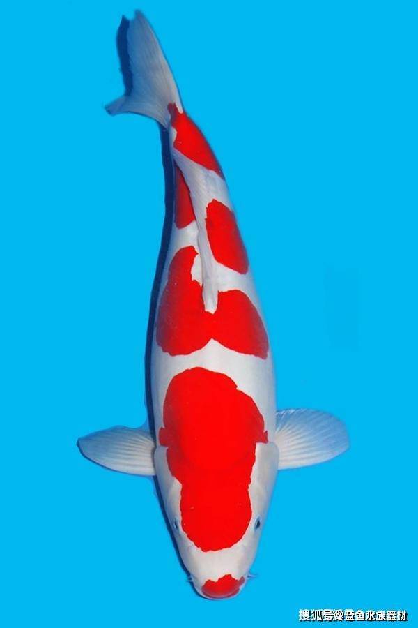 口红红白锦鲤_红斑_头部_花纹