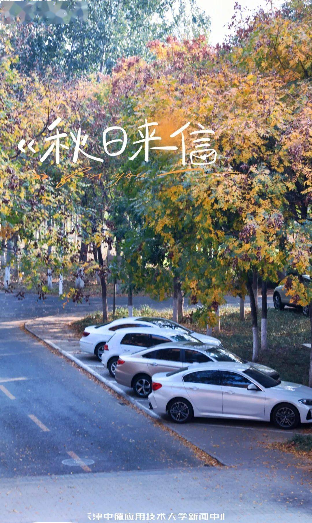 爽茱萸香溢来日已满秋阶前闲叶落静待发芽许下十一月的愿望在枫叶红