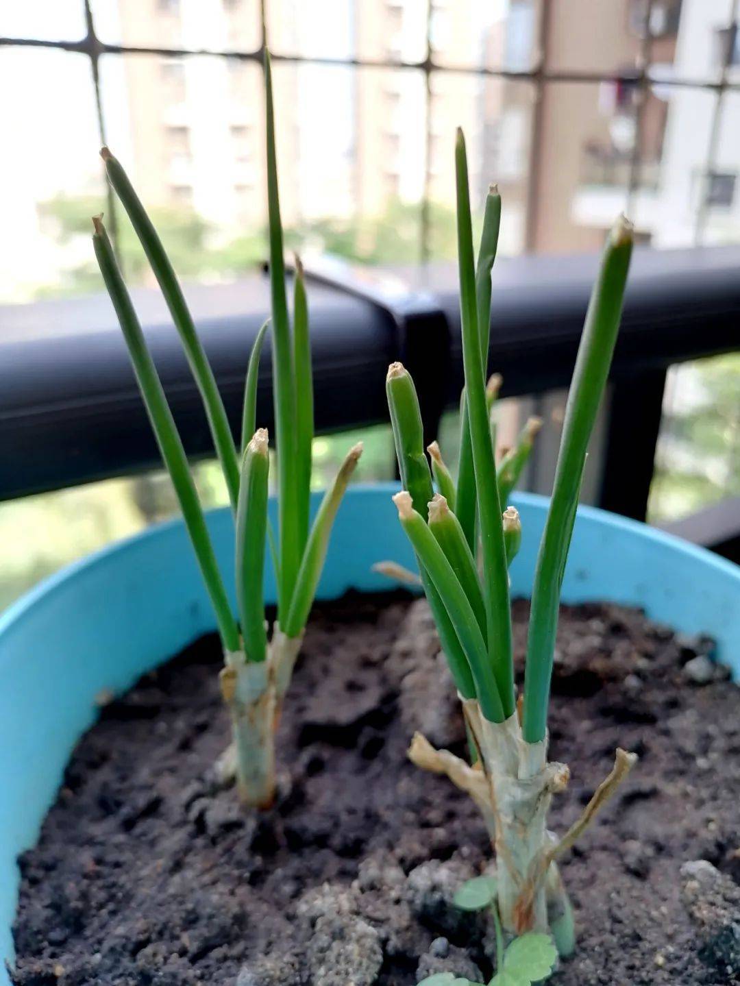 吃不完的葱别扔了,种在花盆里吃了一茬又一茬,剪掉叶子照样活_实验