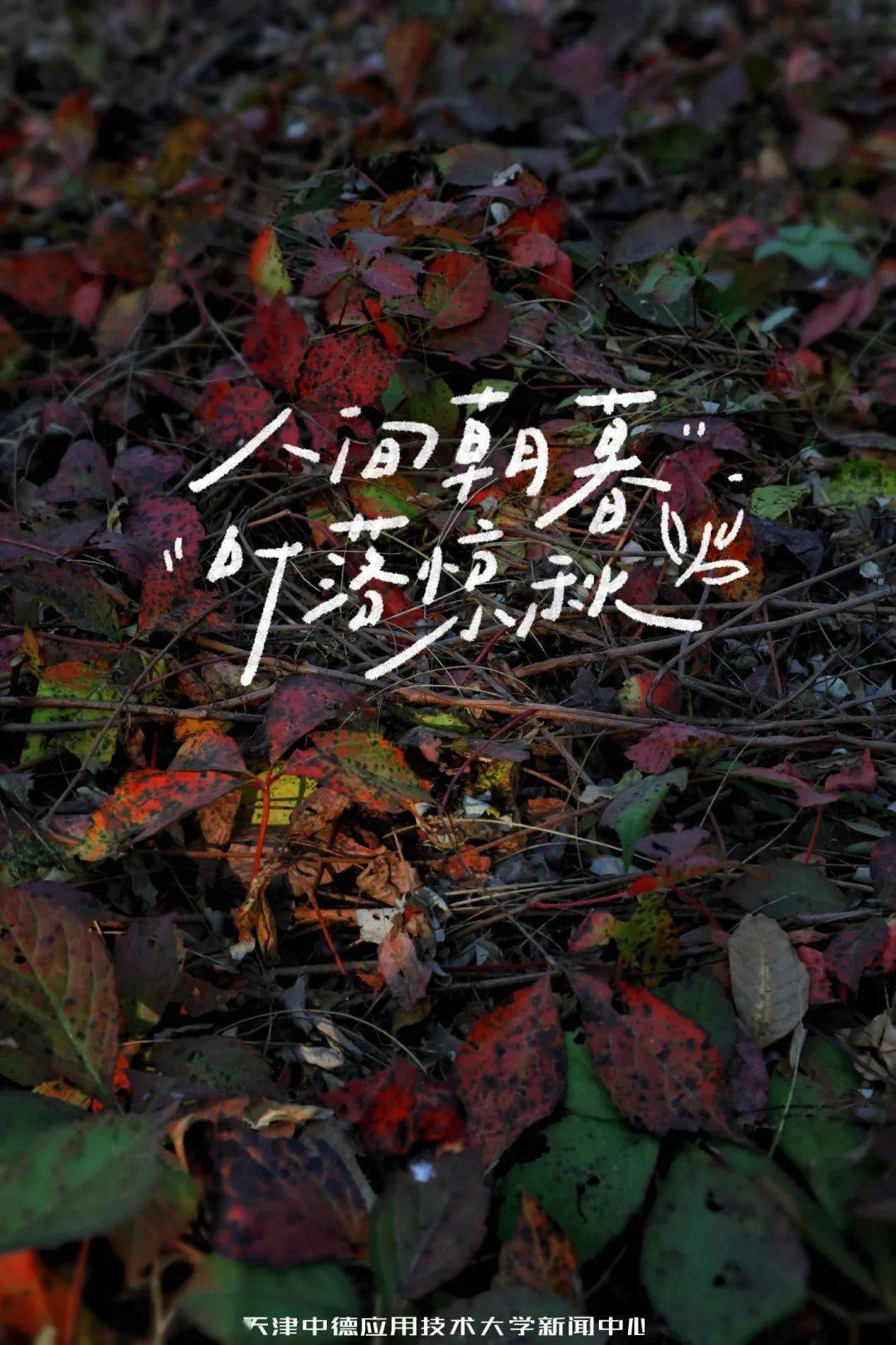 爽茱萸香溢来日已满秋阶前闲叶落静待发芽许下十一月的愿望在枫叶红