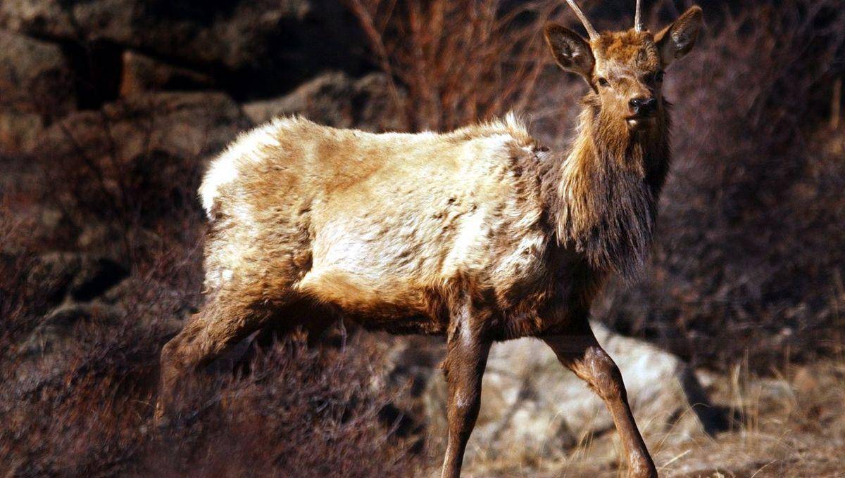 目光呆滞行动迟缓的"僵尸鹿"这种病毒的名字叫做朊病毒蛋白,据说致死