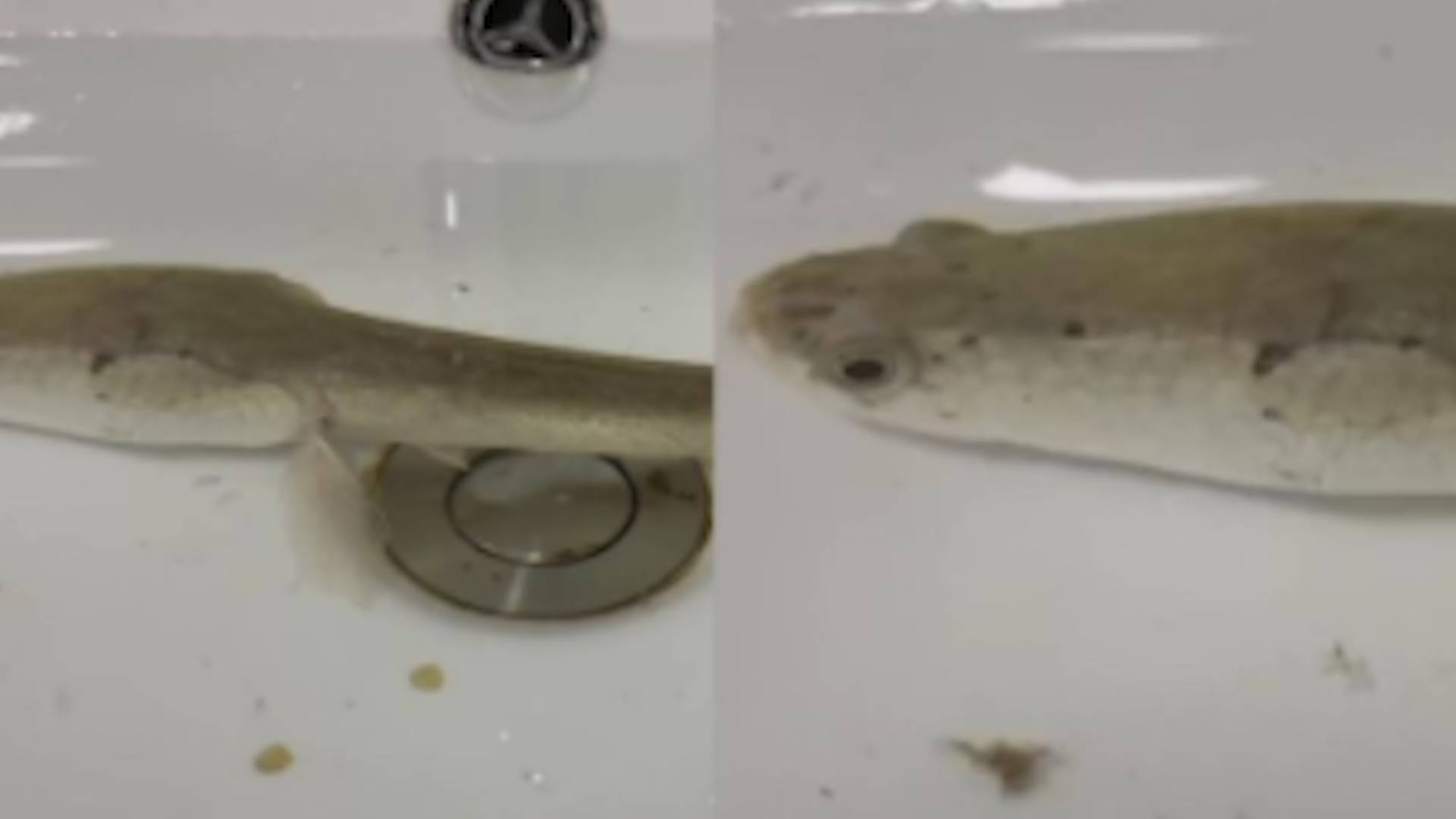 黑鱼被遗忘在洗手间存活11个月都掉色了，乍看像一只大蝌蚪