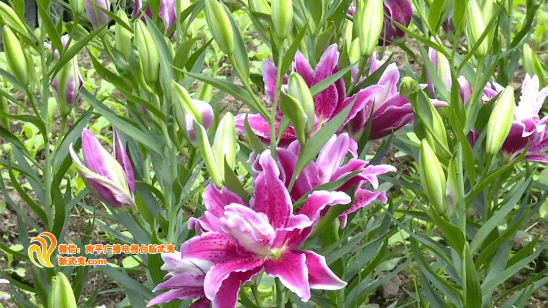 喜庆二十大·非凡十年 〉延平百合 花开富民_发展_种植_产业