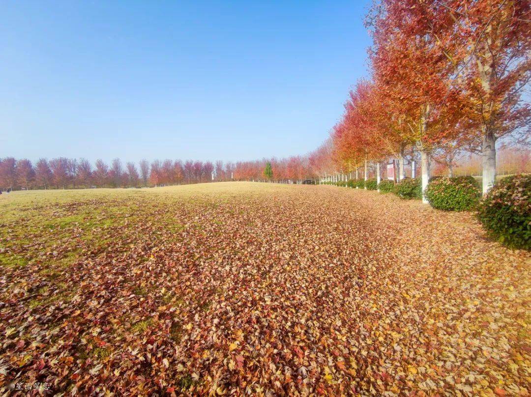 陪你看遍所有浪漫:邳州紅楓醉雲天_楓葉_楓林_心形