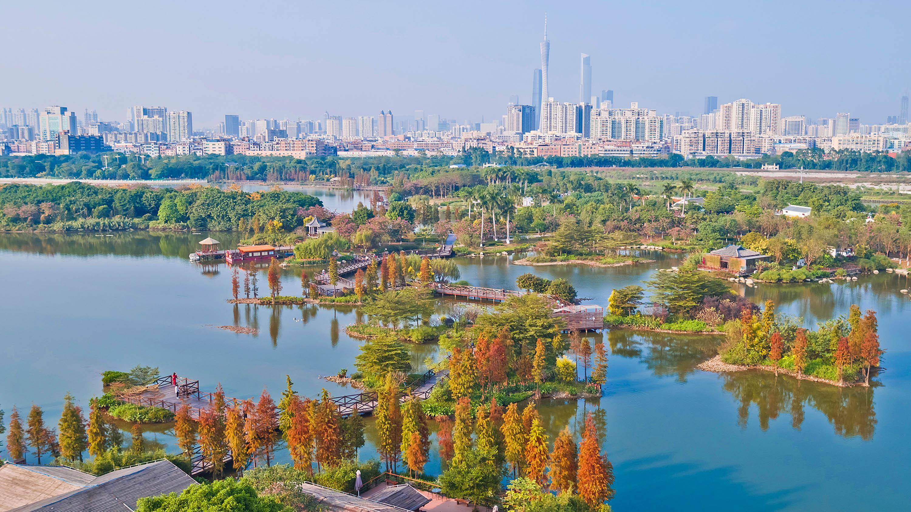 (新华全媒 )湿地之美丨广州海珠湿地_刘大伟_照片_无人机