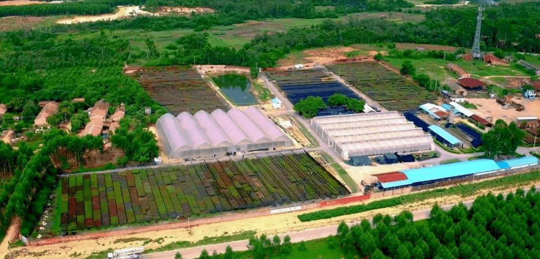 金桂苗木基地