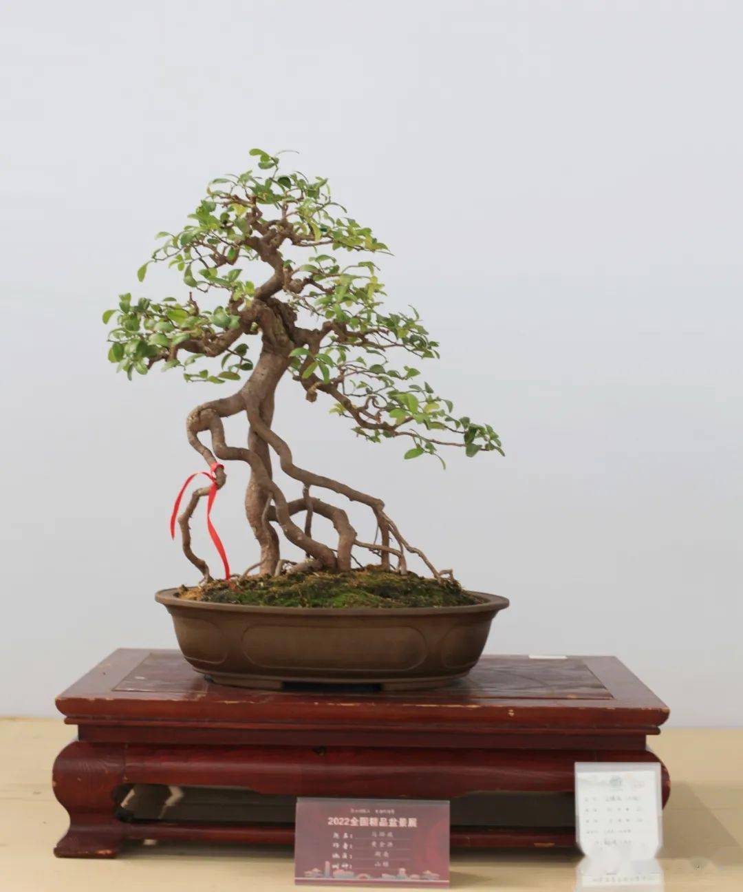 "2022中国·如皋盆景交易暨拍卖大会"完美收官!_拍品_爱好者_&